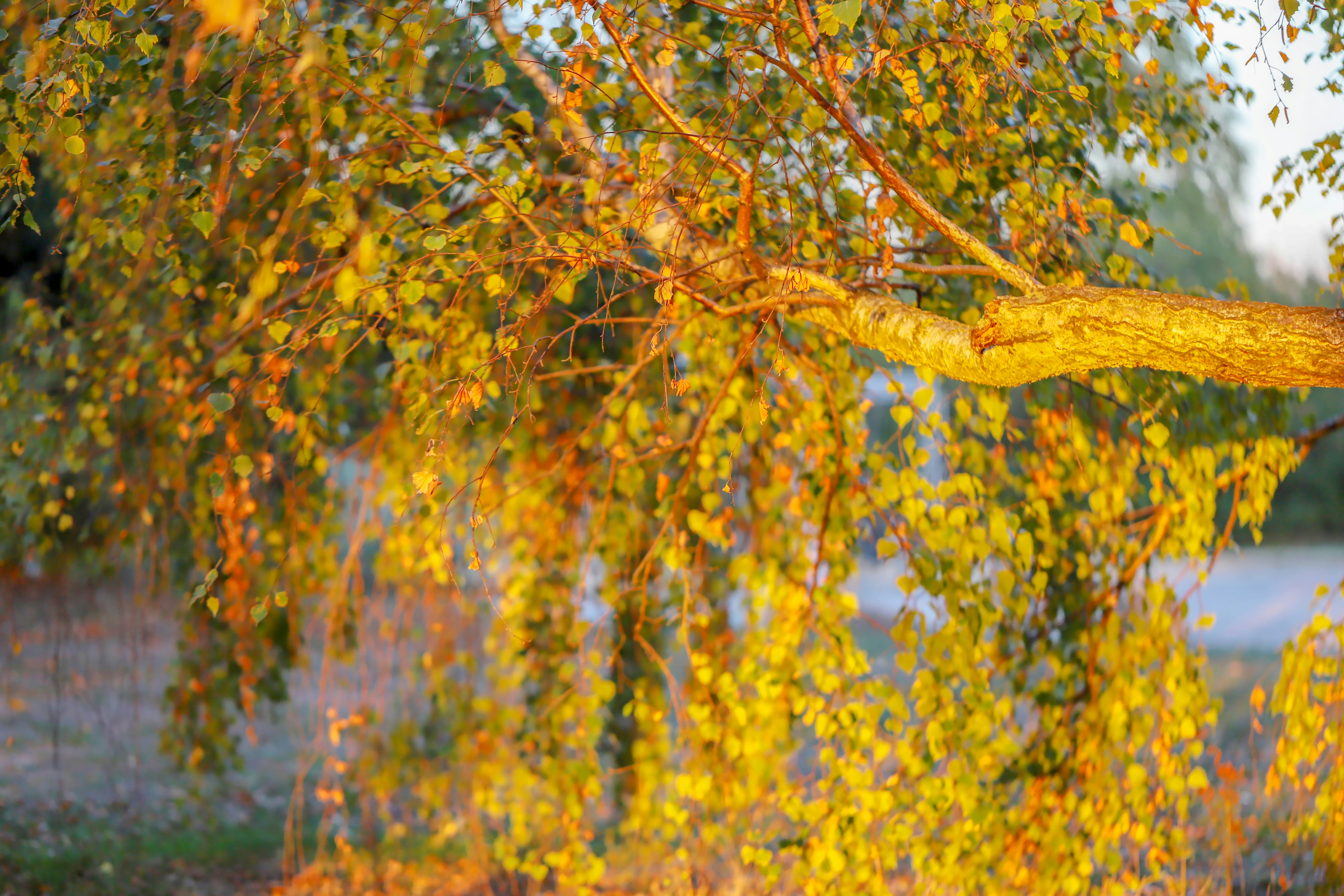 green and yellow leaf tree